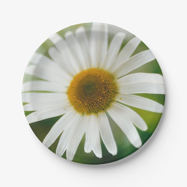 White Oxeye Daisy - Leucanthemum vulgare Pappteller (Vorderseite)