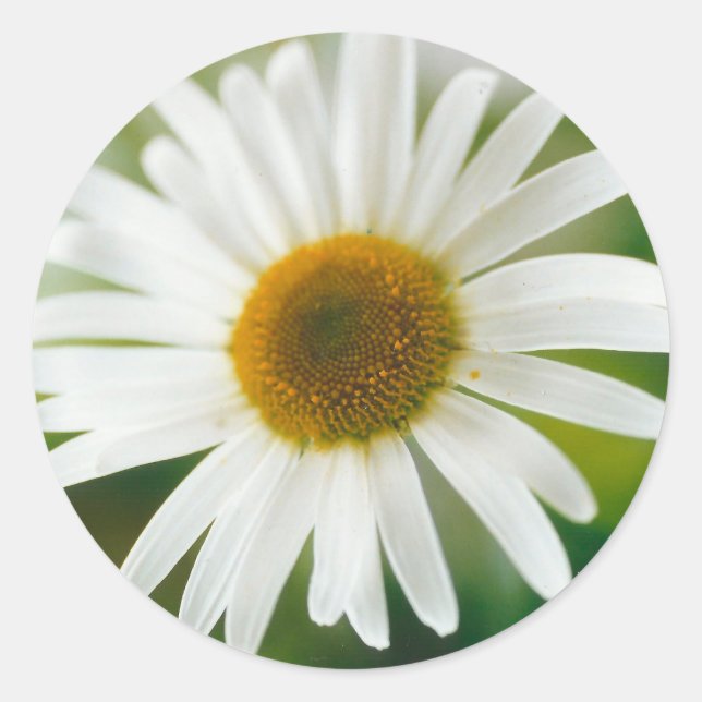 White Oxeye Daisy - Leucanthemum vulgare Runder Aufkleber (Vorderseite)