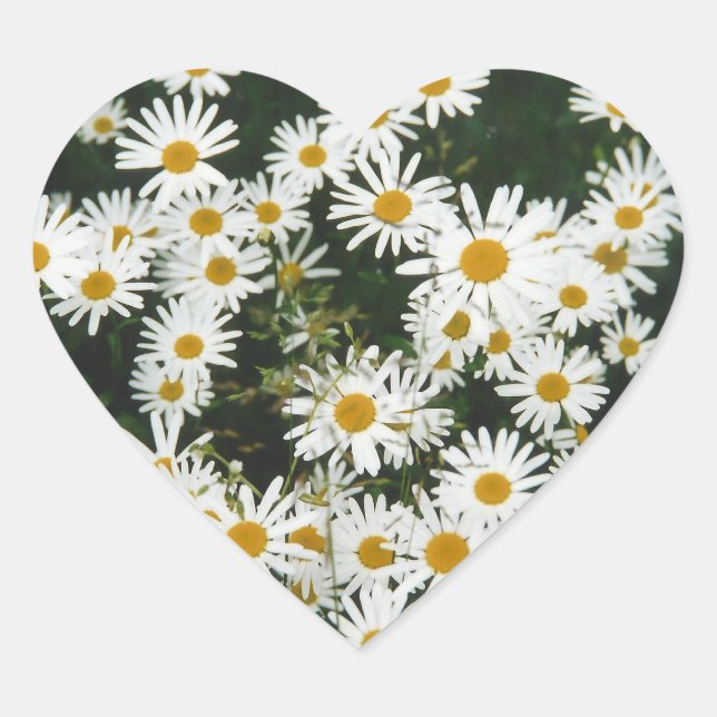 White Oxeye Daisy Meadow Herz-Aufkleber (Vorderseite)