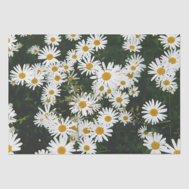 White Oxeye Daisy Meadow Seidenpapier (Vorderseite)