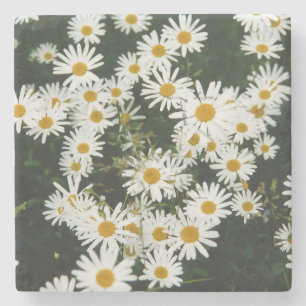 White Oxeye Daisy Meadow Steinuntersetzer