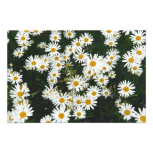 White Oxeye Daisy, Moon Daisy Meadow Fotodruck