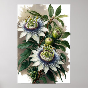 White Passion Blume Art Print Poster
