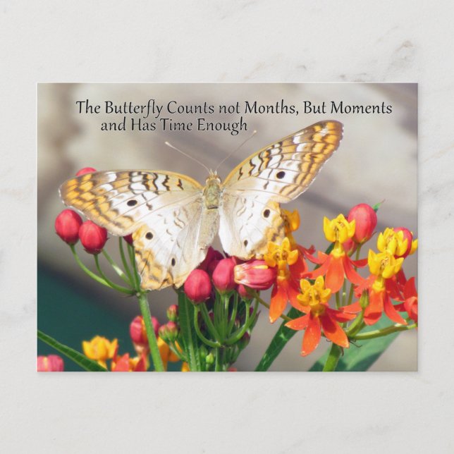 White Peacock Butterfly Quote Postkarte (Vorderseite)