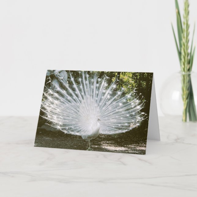White Peacock Note Card<Blank Inside> Dankeskarte (Vorderseite)