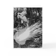 White Peacock Note Card<Blank Inside>