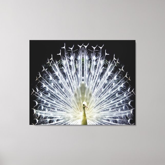 White Peacock Pavo Animalia Leinwanddruck (Vorderseite)