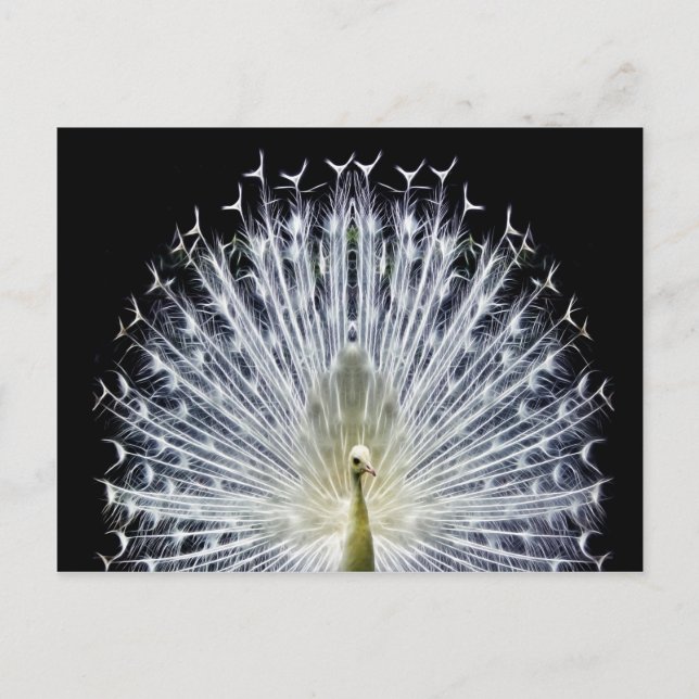 White Peacock Pavo Animalia Postkarte (Vorderseite)