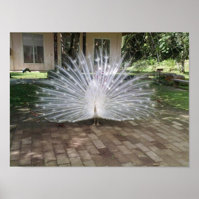 White Peacock Poster (Vorne)