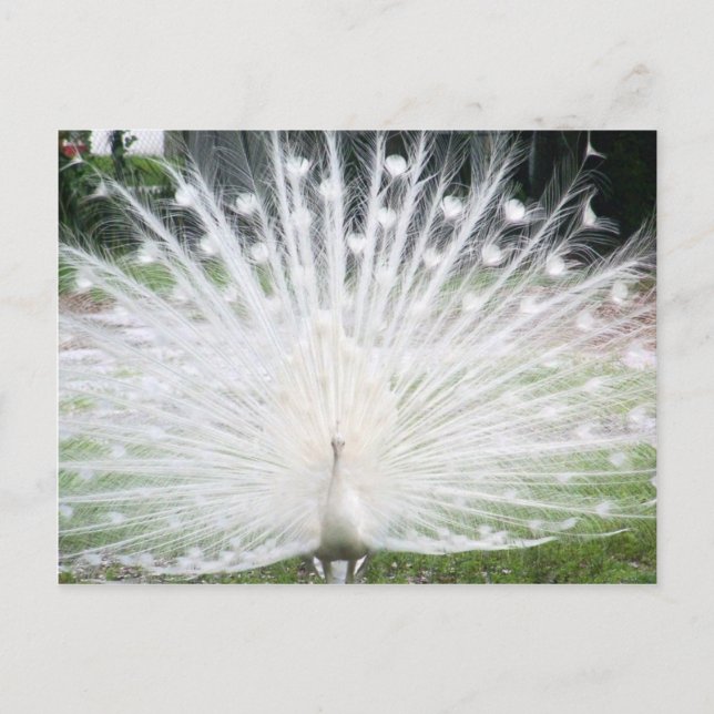 White Peacock Postkarte (Vorderseite)