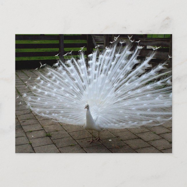 White Peacock Postkarte (Vorderseite)