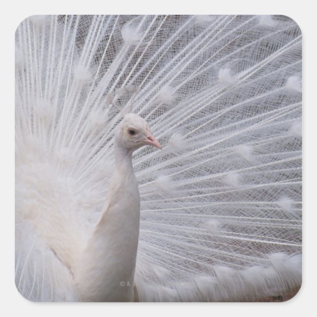 White Peacock Quadratischer Aufkleber (Vorderseite)