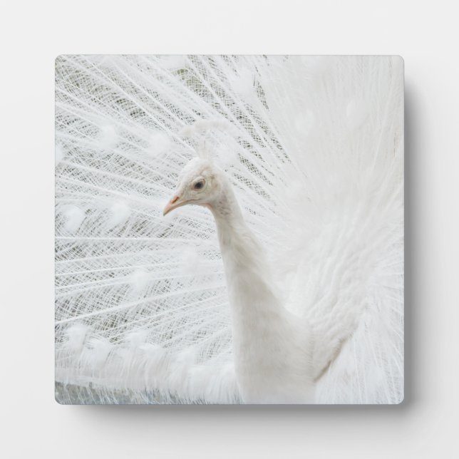 White Peacock schöne Federn Fotoplatte (Vorderseite)