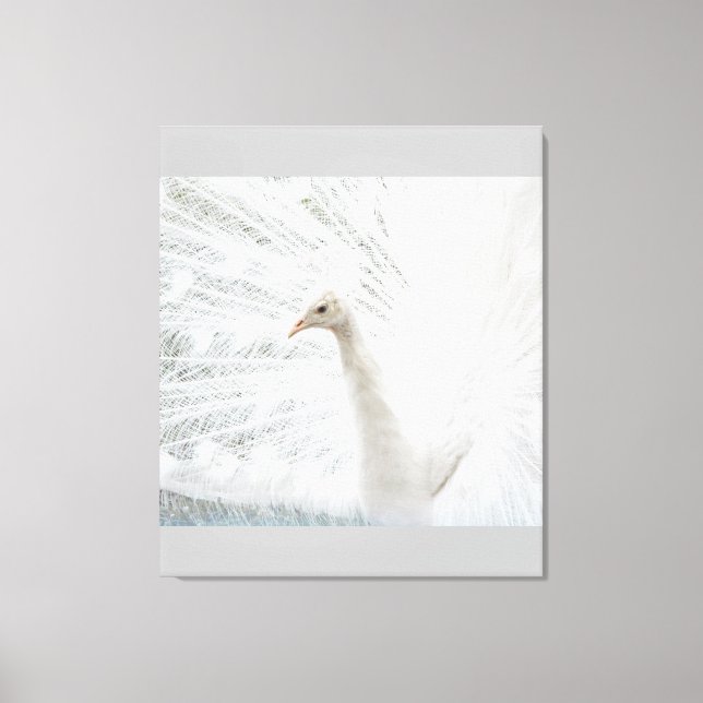 White Peacock schöne Federn Leinwanddruck (Vorderseite)