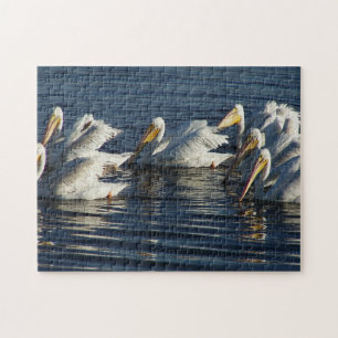 White Pelican Bird Wildlife Animal Swimmingpool