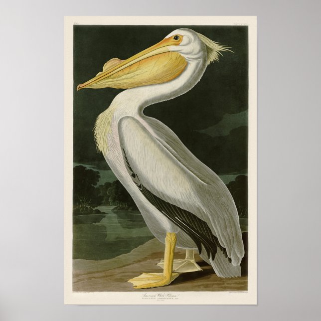 White Pelican John James Audubon Birds of America Poster (Vorne)