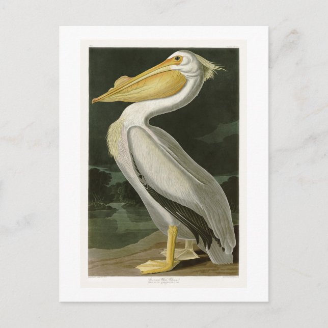 White Pelican John James Audubon Birds of America Postkarte (Vorderseite)