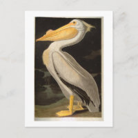 White Pelican, John James Audubon