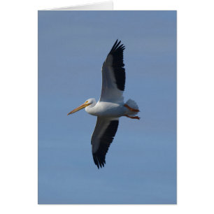 White Pelican nimmt Flug