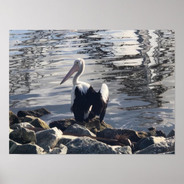 White Pelican Poster (Vorne)