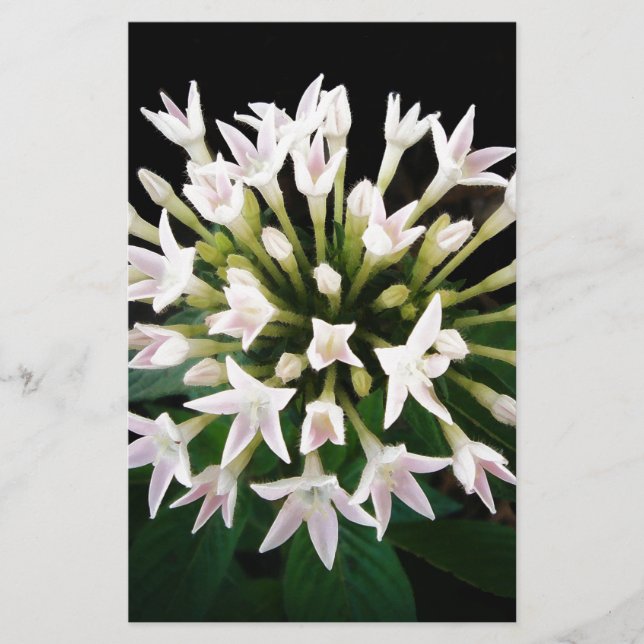 White Pentas Briefpapier (Vorderseite)