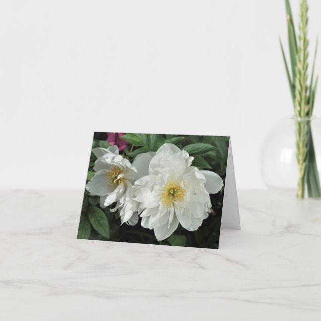 White Peonies (Vorderseite)