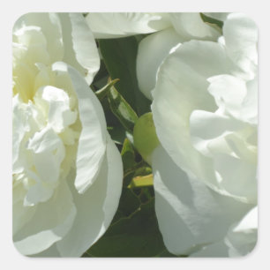 White Peonies Quadratischer Aufkleber