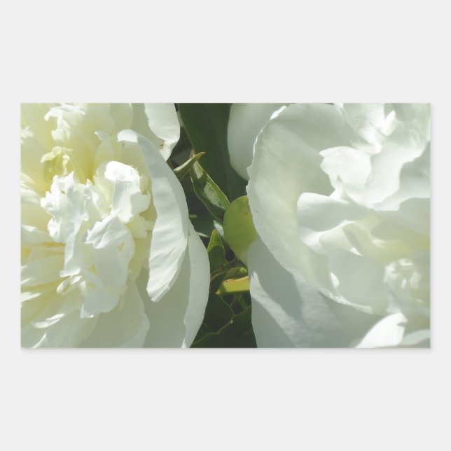 White Peonies Rechteckiger Aufkleber (Vorderseite)