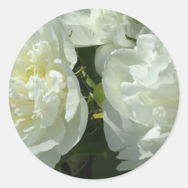White Peonies Runder Aufkleber (Vorderseite)
