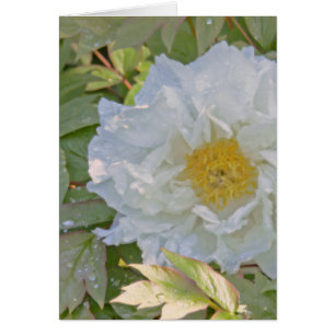 WHITE PEONY