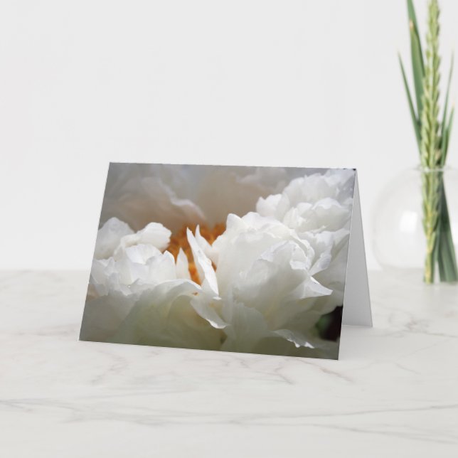 White Peony 2 Carte de photographie florale Fête d (Devant)
