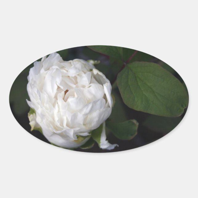 White Peony 3 Floral Fotografy Oval Sticker (Vorderseite)