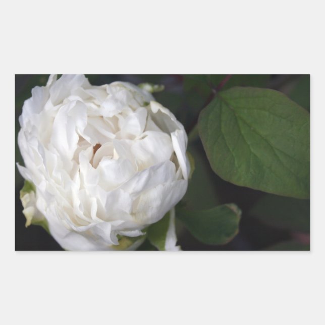 White Peony - Blumenfotografie - Rechteckiger Aufkleber (Vorderseite)