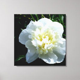 White Peony Leinwanddruck
