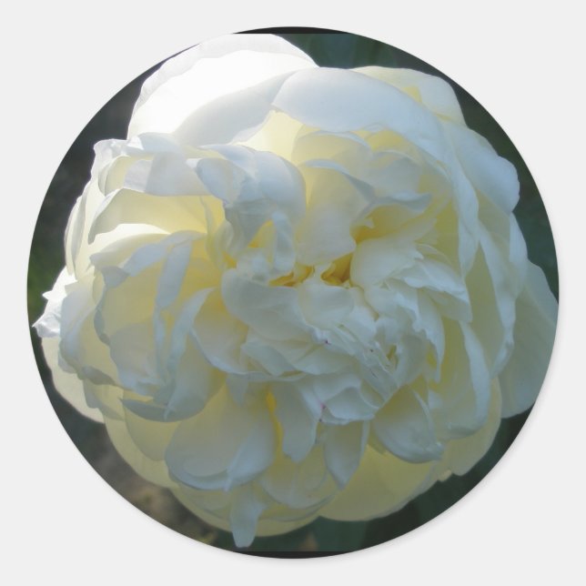 White Peony Stickers (Vorderseite)