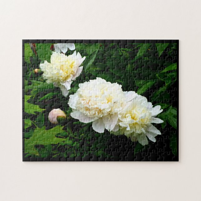 White Peony Trio (Horizontal)