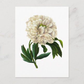 White Peony von Pierre Joseph Redoute Postkarte
