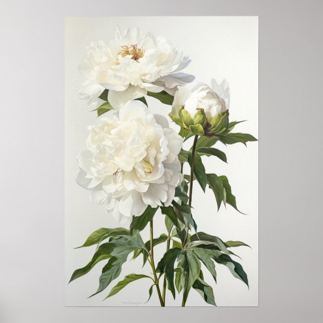 White Peonys Blume Art Print Poster (Vorne)
