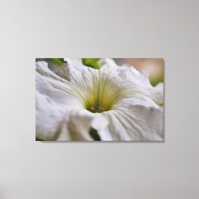White Petunia Blume Fotografie Leinwanddruck (Vorderseite)
