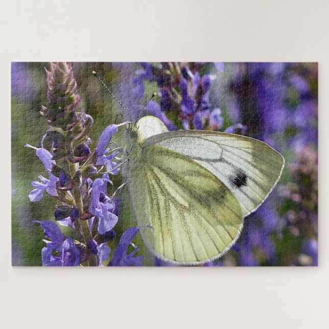 White Pieris Rapae Butterfly. (Horizontal)