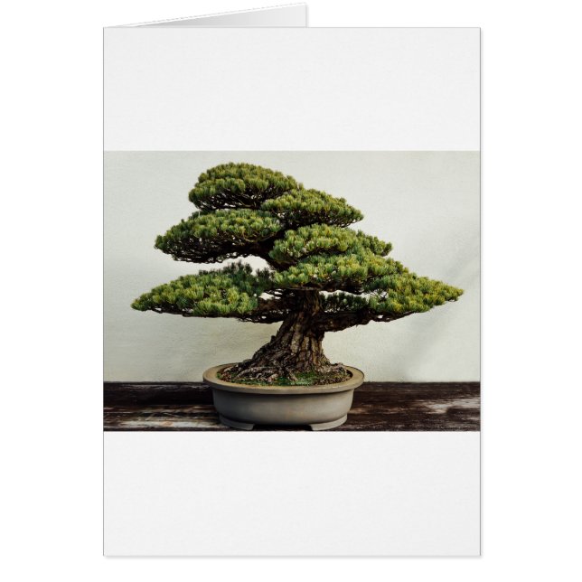 White Pine Bonsai Tree (Devant)