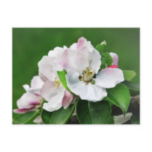 White Pink Blossom Blooming Apple Tree Postcard