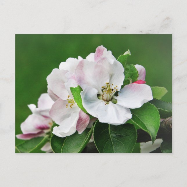 White Pink Blossom Blooming Apple Tree Postcard Postkarte (Vorderseite)