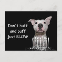 White Pitbull Birthday