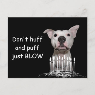 White Pitbull Birthday Postkarte