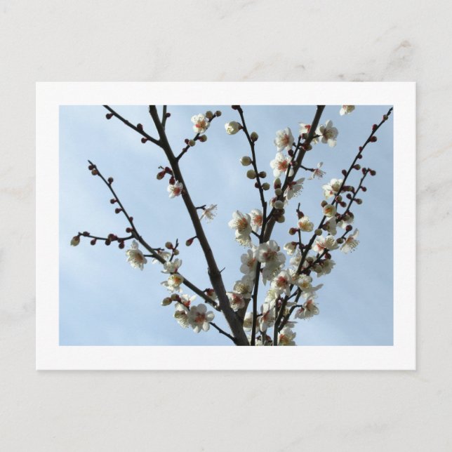 White Plum Blossom: Japan Postcard Postkarte (Vorderseite)