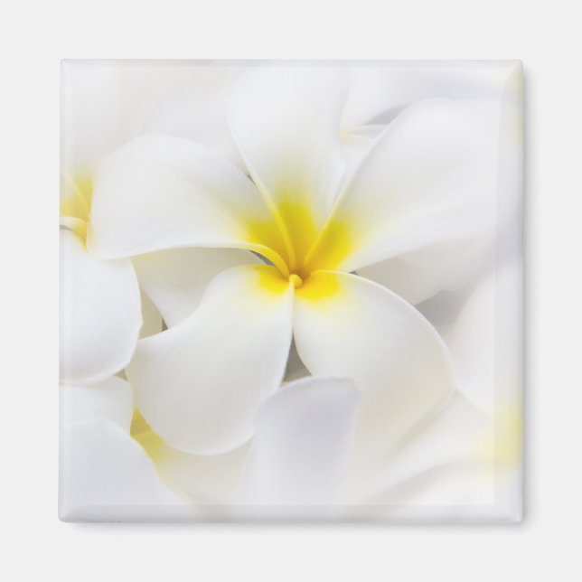 White Plumeria Blume Frangipani Blume Magnet (Vorne)