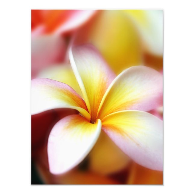 White Plumeria Frangipani Hawaii Blume Hawaii Fotodruck (Vorne)