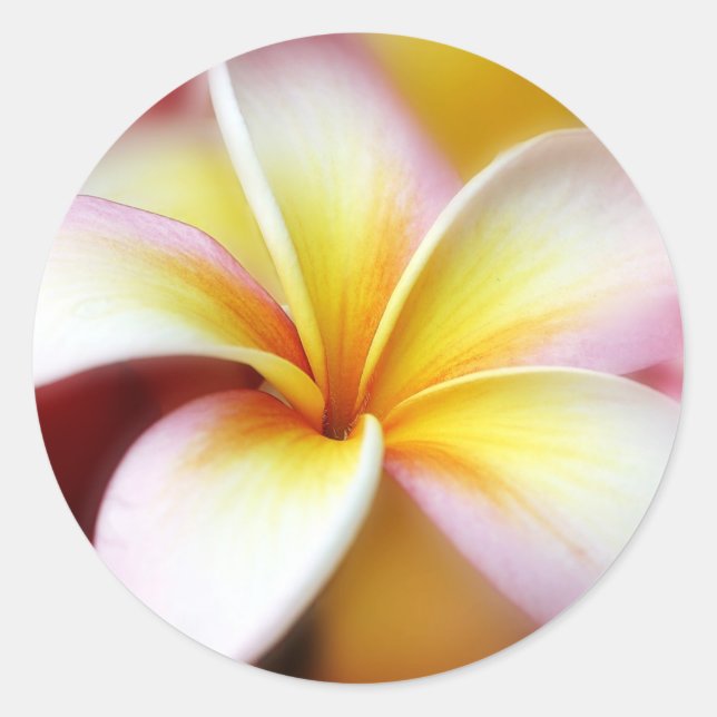 White Plumeria Frangipani Hawaii Blume Hawaii Runder Aufkleber (Vorderseite)
