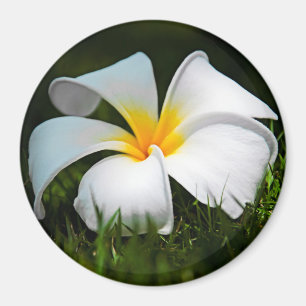 White Plumeria Frangipani Hawaii Blume Magnet